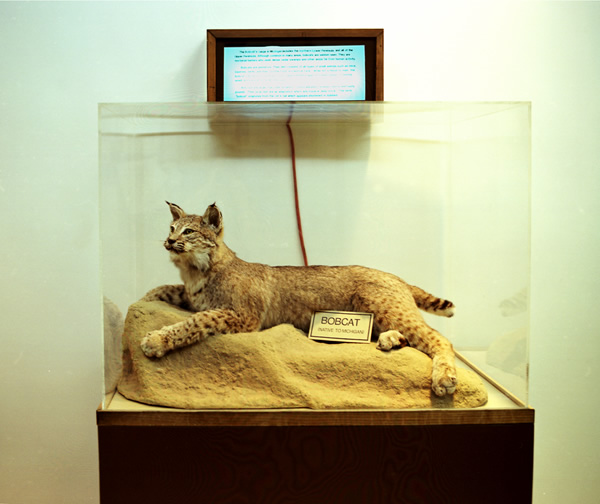 Laura nash, Bobcat, Belle Isle, Detroit, 2002